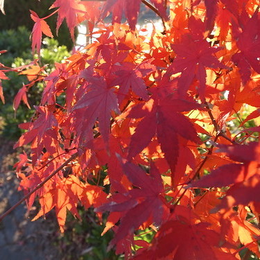 四国の紅葉スポットtop11 絶対に行きたくなる絶景名所はココだ 暮らし の