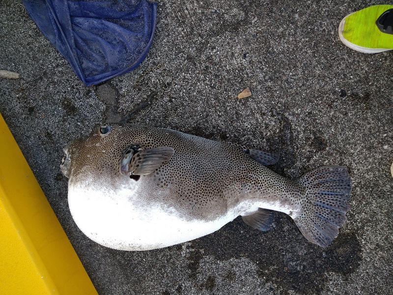 連載 とんでもない奴が釣れた 壊されたタモを修理せねば Kurashi No