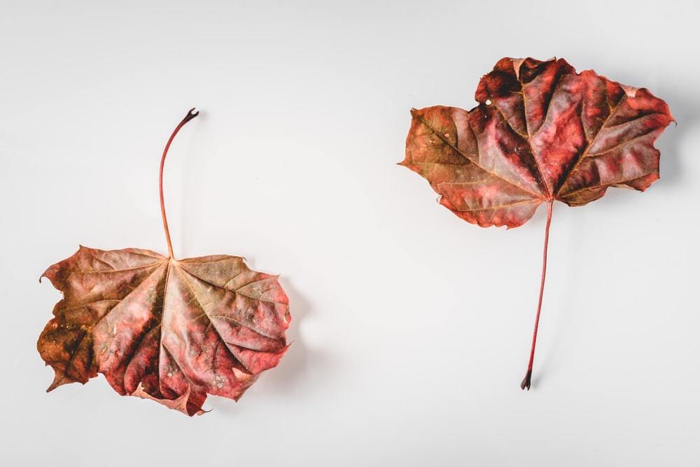 連載 秋のおすすめインテリア 紅葉の枝ものおすすめ12選 日持ちする種類は 暮らし の