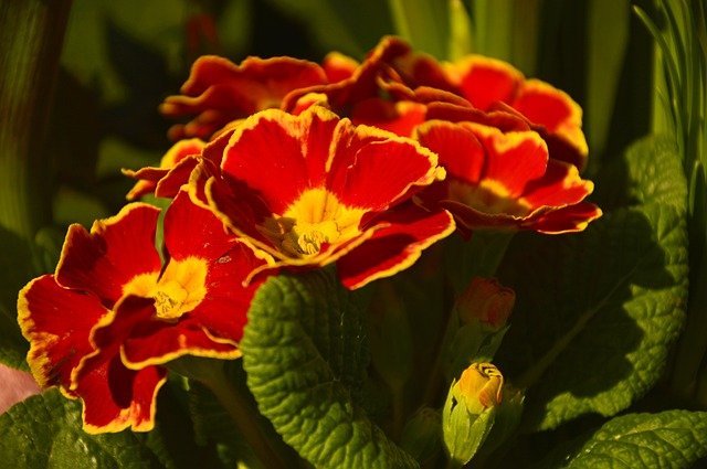 プリムラの育て方ガイド 株の選び方から花の手入れの方法まで栽培のコツを解説 暮らし の