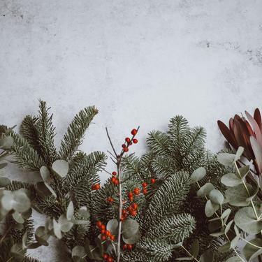 連載 クリスマスリースに使える生花はどれ 花屋で買える花材 枝もの編 暮らし の