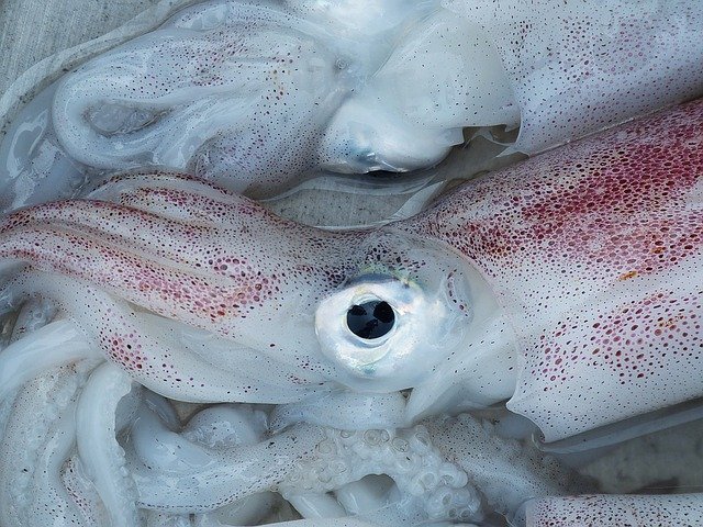 ビッグベイトのませって何 九州発の寒ブリ釣法 暮らし の