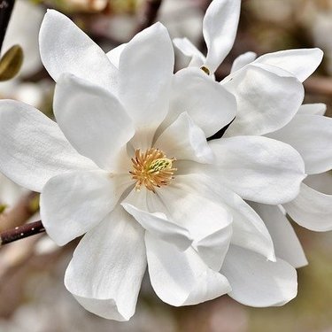 季節別 白い花の種類8選 気になる花の名前や花言葉も合わせてご紹介 3ページ目 暮らし の