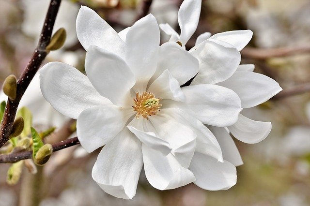 季節別 白い花の種類8選 気になる花の名前や花言葉も合わせてご紹介 Kurashi No