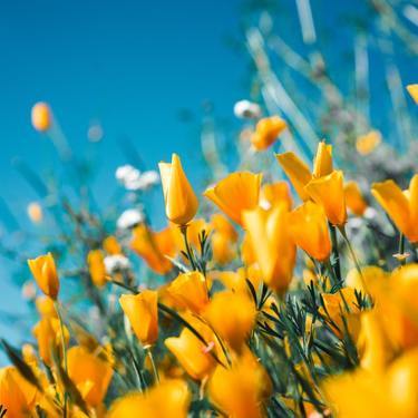 黄色い花を総まとめ 花の種類の名前や花言葉を春夏秋冬別に一挙ご紹介 暮らし の
