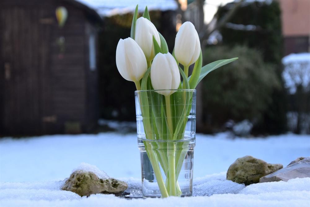 連載 冬の白い花ってかわいい 冬 春に花屋で買える白系切り花はこれ 暮らし の