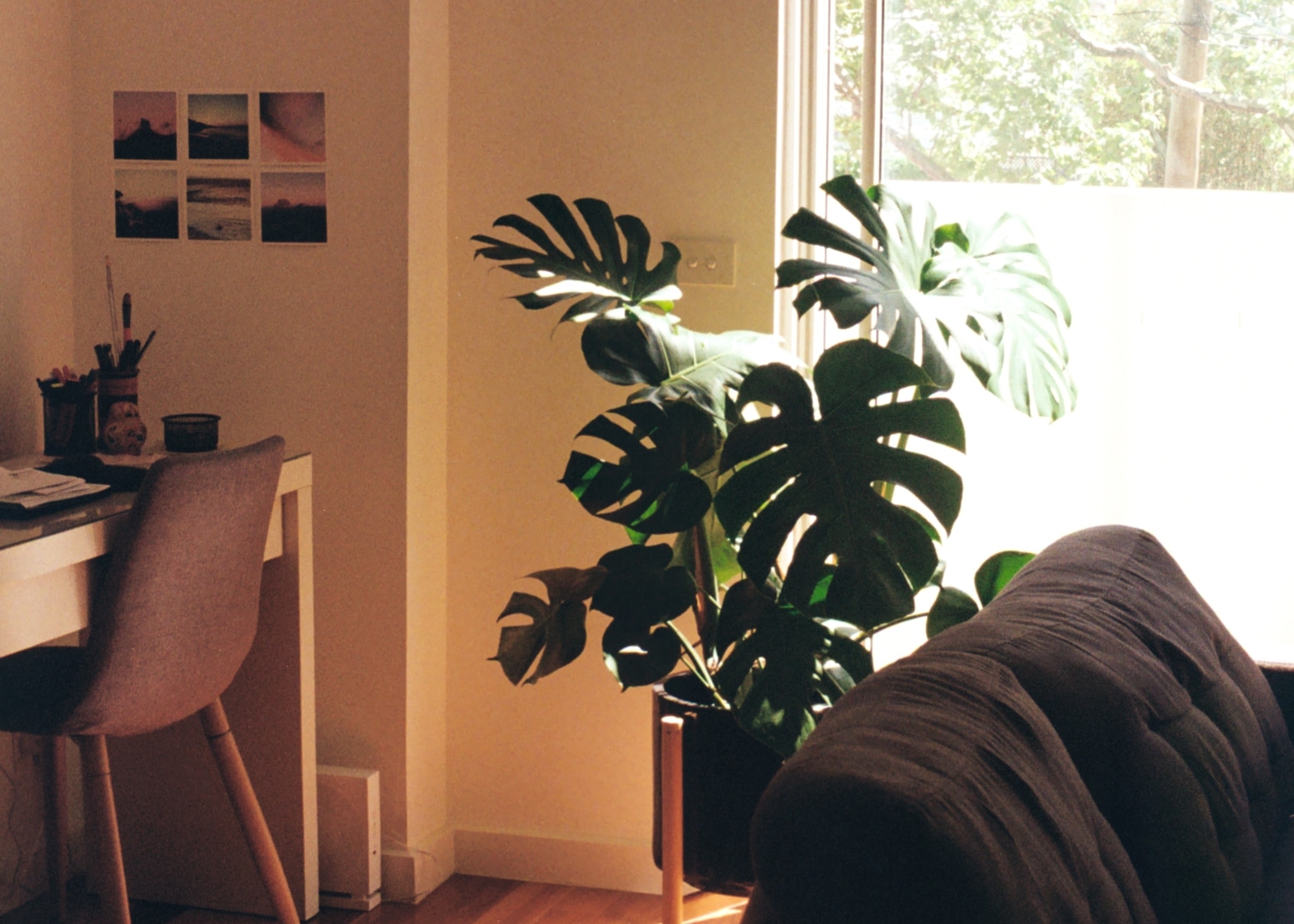 リビングに置く人気の観葉植物10選 部屋に合って育てやすいのは 風水効果もご紹介 2ページ目 暮らし の