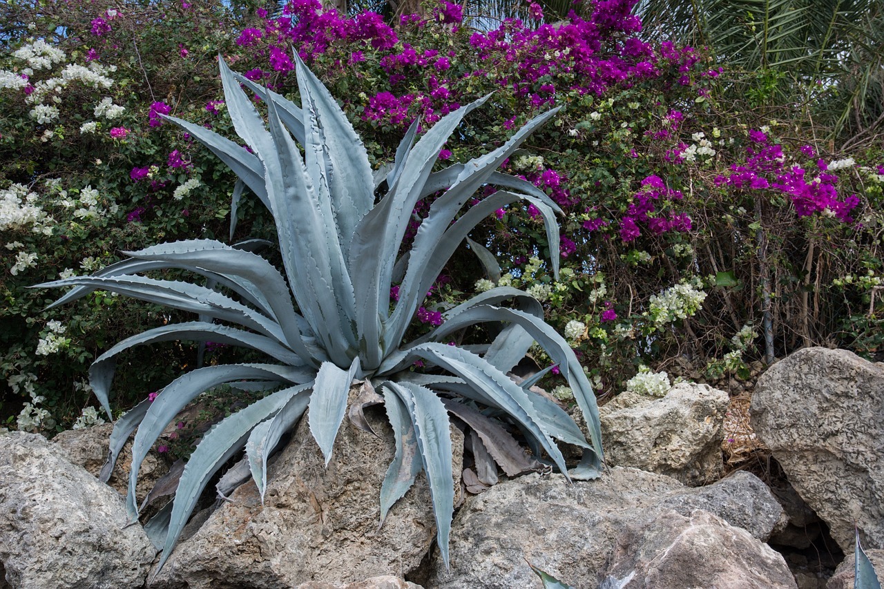 ロックガーデンとは 失敗しない庭の作り方やおすすめの植物をご紹介 暮らし の