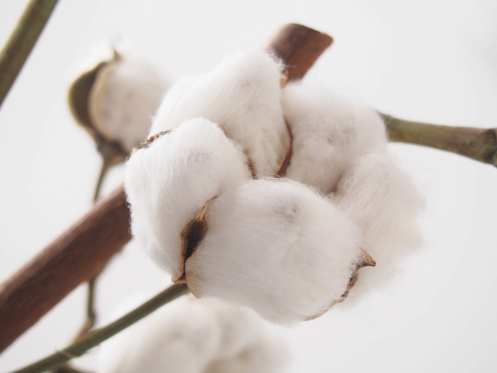 連載 実のあとにふわふわの綿が出現するコットンツリーの花言葉を解説 Kurashi No