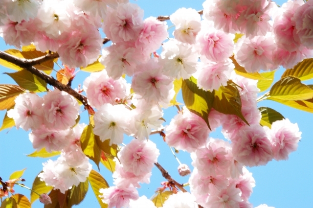 ソメイヨシノに続く春の主人公 牡丹桜の種類毎の特徴を解説 開花時期や花言葉も 暮らし の