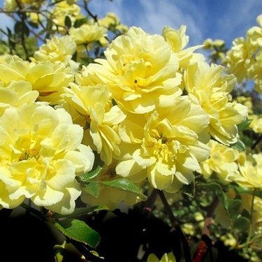 甘い香りが漂う花 モッコウバラ の育て方 栽培環境や増やし方を徹底解説 暮らし の