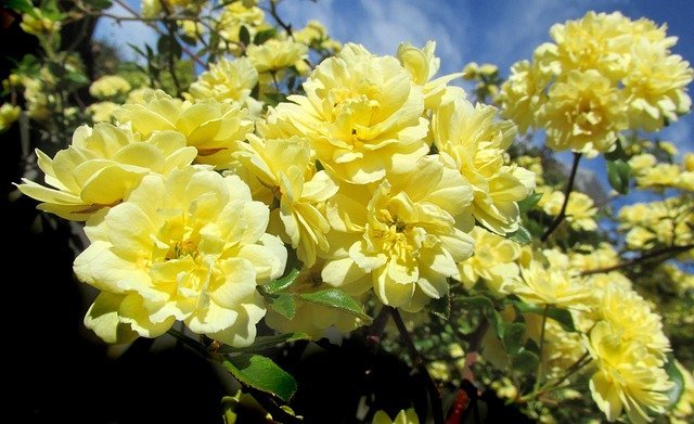 甘い香りが漂う花 モッコウバラ の育て方 栽培環境や増やし方を徹底解説 暮らし の