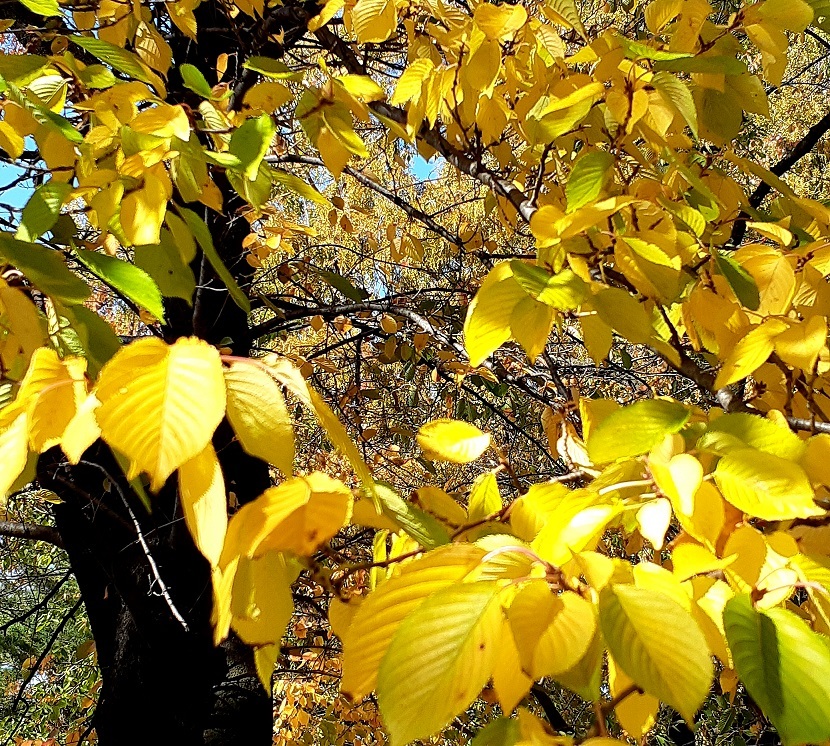 庭をおしゃれにする落葉樹とは 庭木やシンボルツリーにおすすめの木7選 暮らし の