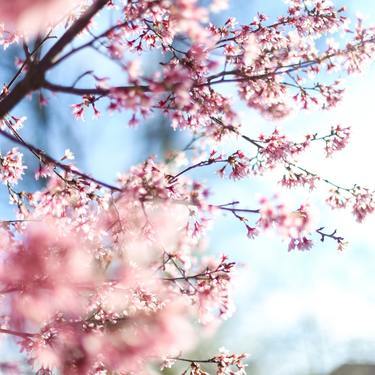 桜 サクラ の花言葉特集 品種別に意味や由来をご紹介 西洋の花言葉も 暮らし の