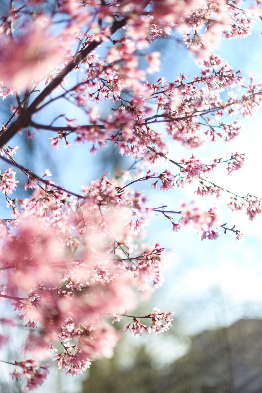 桜 サクラ の花言葉特集 品種別に意味や由来をご紹介 西洋の花言葉も 暮らし の
