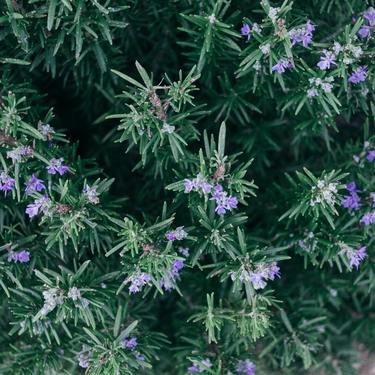 フランスでは情熱的な意味を持つローズマリー 代表的な花言葉や名前の由来を解説 暮らし の