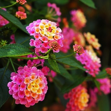 ランタナの花言葉とは 由来や特徴を色別にご紹介 自分に合う花を見つけよう 暮らし の