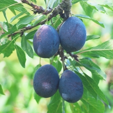 甘くて美味しい果実をつけるプルーンの木の育て方を解説 害虫対策の注意点も 暮らし の