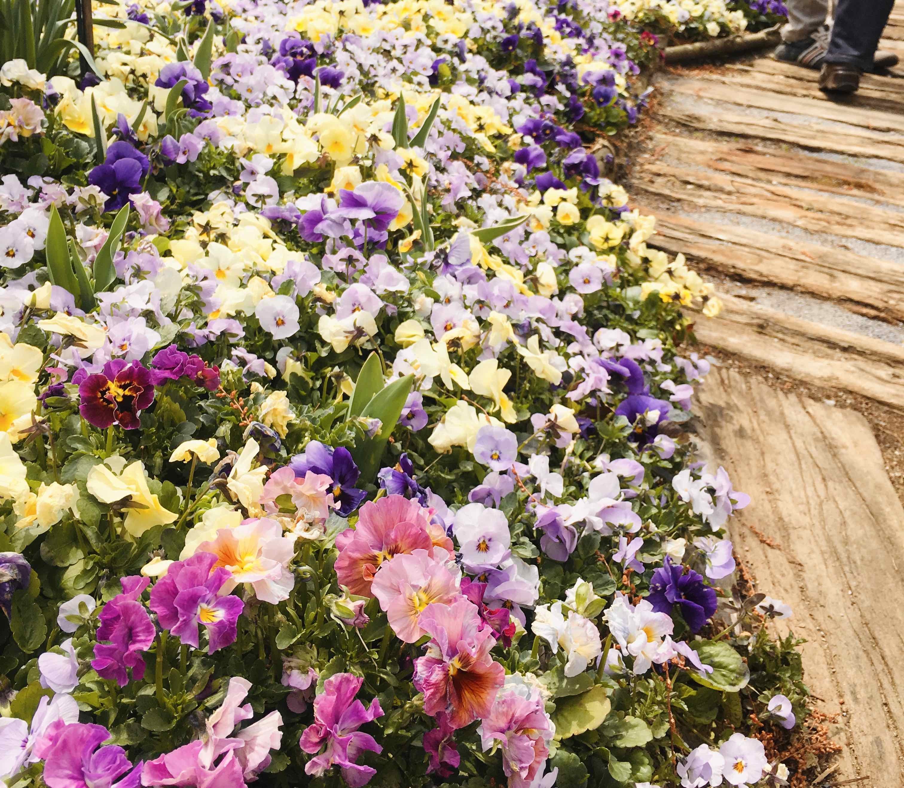 色とりどりの花 パンジーの正しい育て方 手入れ方法から開花の時期まで徹底解説 暮らし の