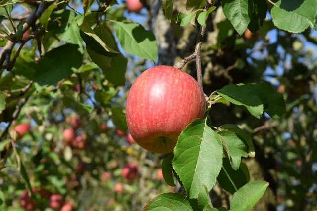 コツさえ掴めば家庭でも楽しめるりんご栽培 賢い育て方や摘果のポイントを解説 暮らし の