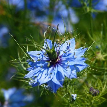 黒い種子が名前の由来 薬草やスパイスとして有名なニゲラの花言葉をご紹介 暮らし の