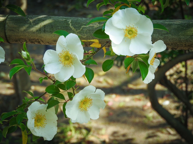 鉢植えもok 大きな白い花を咲かせるナニワイバラの育て方を解説 夏は乾燥に注意 暮らし の