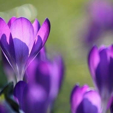 鮮やかな紫の花 サフランの花言葉 その意味や由来も合わせてご紹介 暮らし の