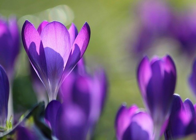 鮮やかな紫の花 サフランの花言葉 その意味や由来も合わせてご紹介 暮らし の