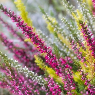 怖い意味もある エリカの花言葉をご紹介 種類別の意味や花の特徴を詳しくご紹介 暮らし の