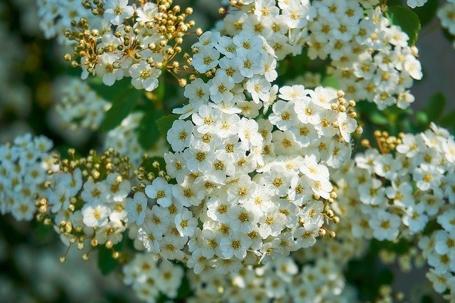 春に小さな白花を咲かせるコデマリ 小手鞠 の花言葉 誕生日プレゼントにピッタリ 暮らし の