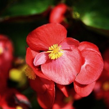 色 種類別 可愛らしい佇まいで花壇を彩るベゴニアの花言葉をご紹介 悪い意味も 暮らし の