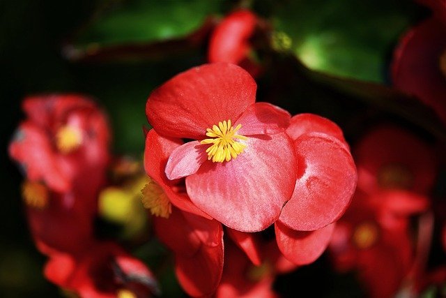 色 種類別 可愛らしい佇まいで花壇を彩るベゴニアの花言葉をご紹介 悪い意味も 暮らし の