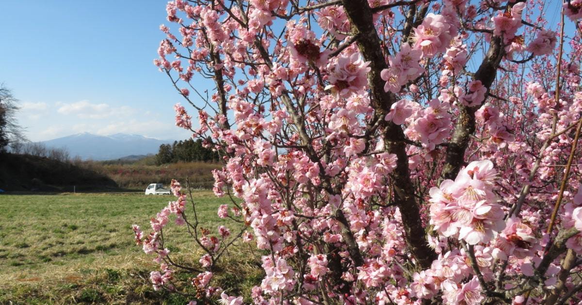 連載 ドライブで楽しむおすすめの旅 福島の花の名所で遅い春の訪れを感じよう 2ページ目 暮らし の