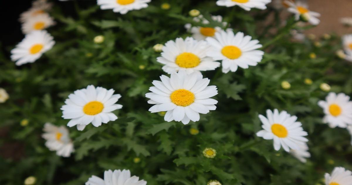 雪のような白い花が印象的 冬の訪れを告げるノースポールの花言葉を一挙ご紹介 Kurashi No