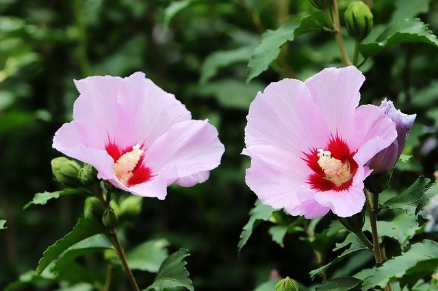 韓国の国花で日本にも古くに渡来 大きな花が映えるムクゲの花言葉をご紹介 暮らし の