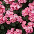 優雅で気品のある美しい「ミニバラ」の花言葉特集！その意味を色別にご紹介！