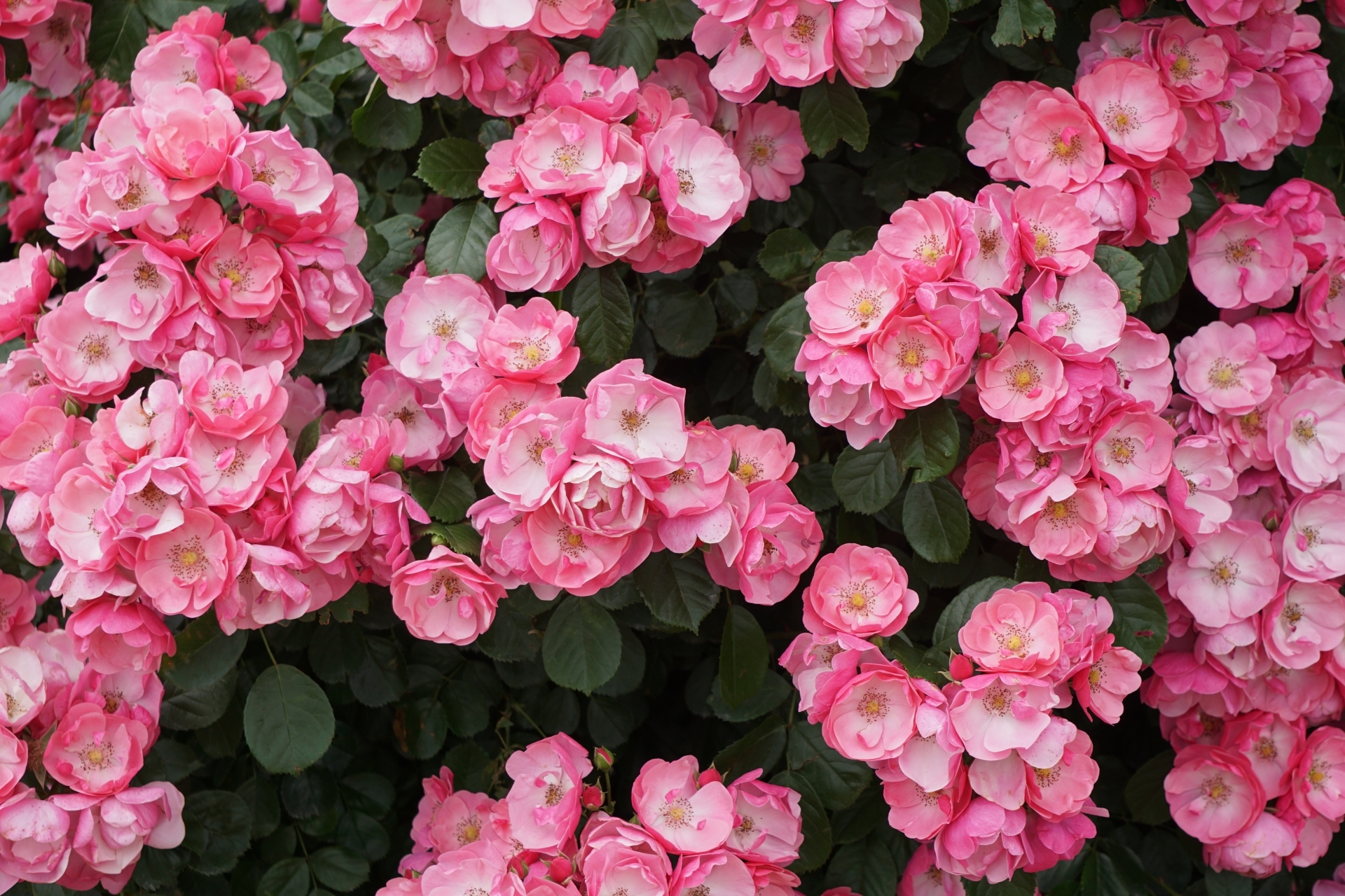 優雅で気品のある美しい ミニバラ の花言葉特集 その意味を色別にご紹介 暮らし の