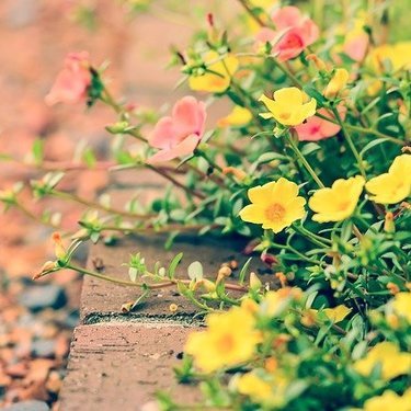 おしゃれな花壇作りに挑戦 季節別におすすめの花15選 レイアウト例もご紹介 3ページ目 暮らし の