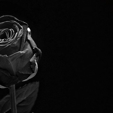 高級感に溢れ上品な美しさを持つ黒薔薇の花言葉をご紹介 贈る際の注意点とは 暮らし の