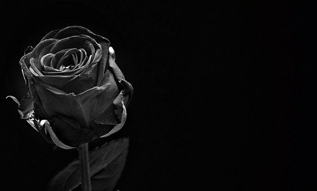 高級感に溢れ上品な美しさを持つ黒薔薇の花言葉をご紹介 贈る際の注意点とは 暮らし の