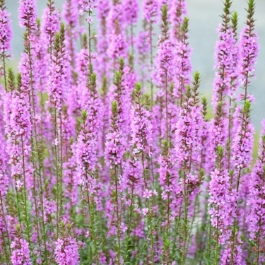 盆花として知られているミソハギの花言葉とは 花の種類やその由来もご紹介 暮らし の