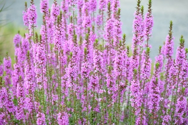 盆花として知られているミソハギの花言葉とは 花の種類やその由来もご紹介 暮らし の