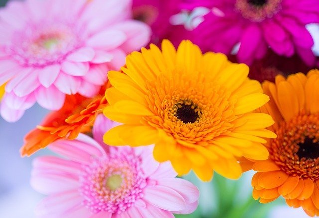 連載 気どらぬ花姿と明るい色で花壇を飾るガーベラの花言葉を解説 暮らし の