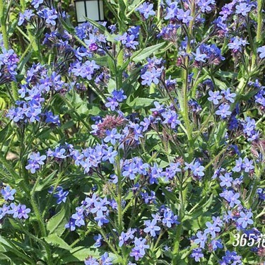 綺麗なブルーの花を咲かすアンチューサの育て方とは 増やし方や開花時期もご紹介 暮らし の