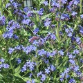 綺麗なブルーの花を咲かすアンチューサの育て方とは？増やし方や開花時期もご紹介！