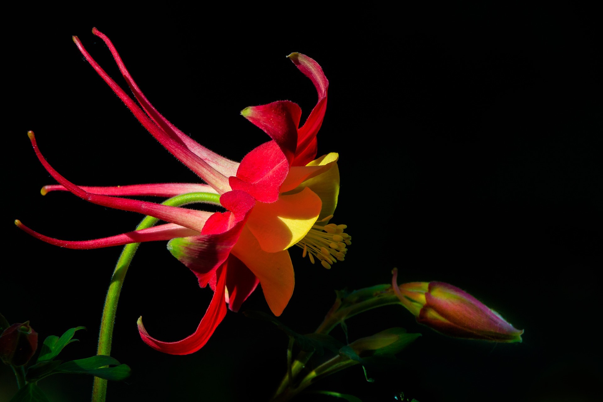 寒さに強く日陰でもよく育つオダマキ 苧環 の花言葉をご紹介 西洋の品種もある Kurashi No