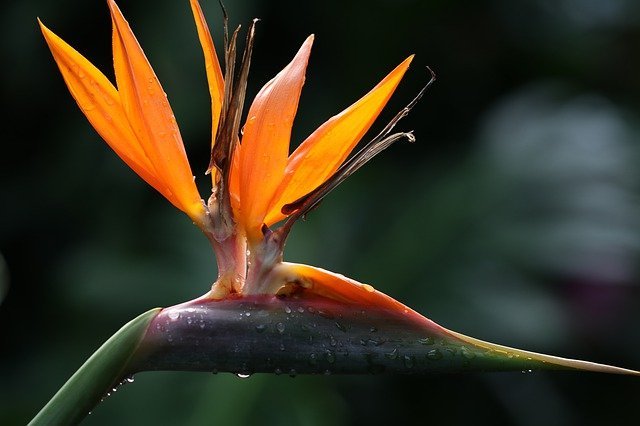 ストレリチア 極楽鳥花 の花言葉をご紹介 種類別の特徴や季節 開花時期も Kurashi No