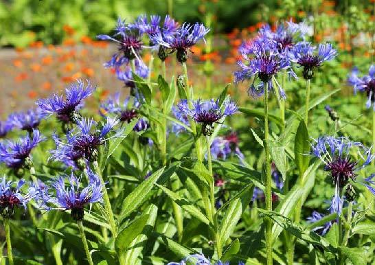 寄せ植えや切り花で人気のセントーレア 育て方 増やし方 のコツを徹底解説 暮らし の