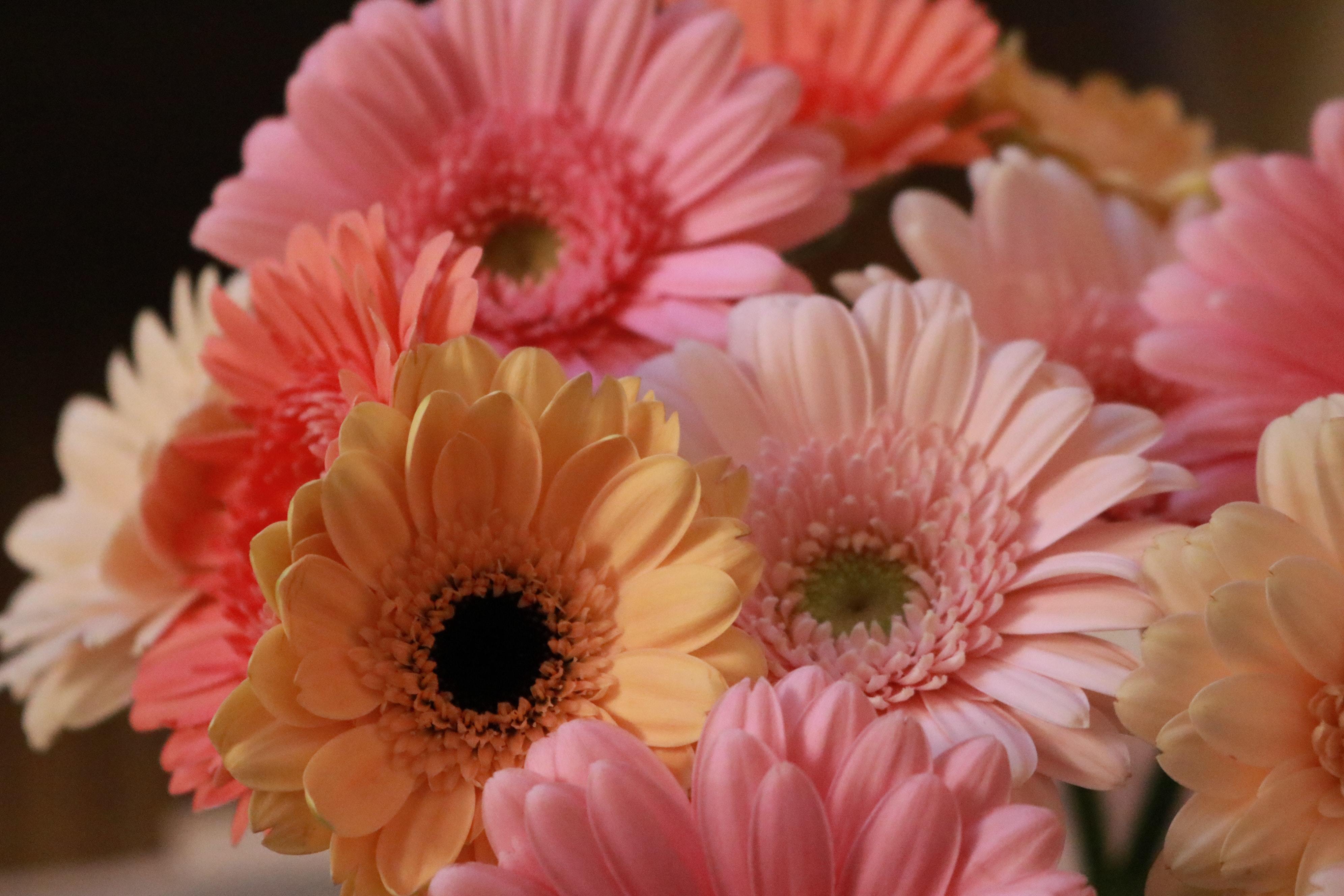 日付別 11月の誕生花をご紹介 大切な相手の誕生日に魅力的な花言葉を贈ろう Kurashi No