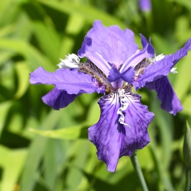 春の花 一初 いちはつ の特徴や育て方を徹底解説 暮らし の